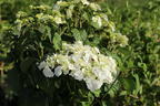 Tellerhortensie 'Wedding Gown ®' - Hydrangea macrophylla 'Wedding Gown ®'
