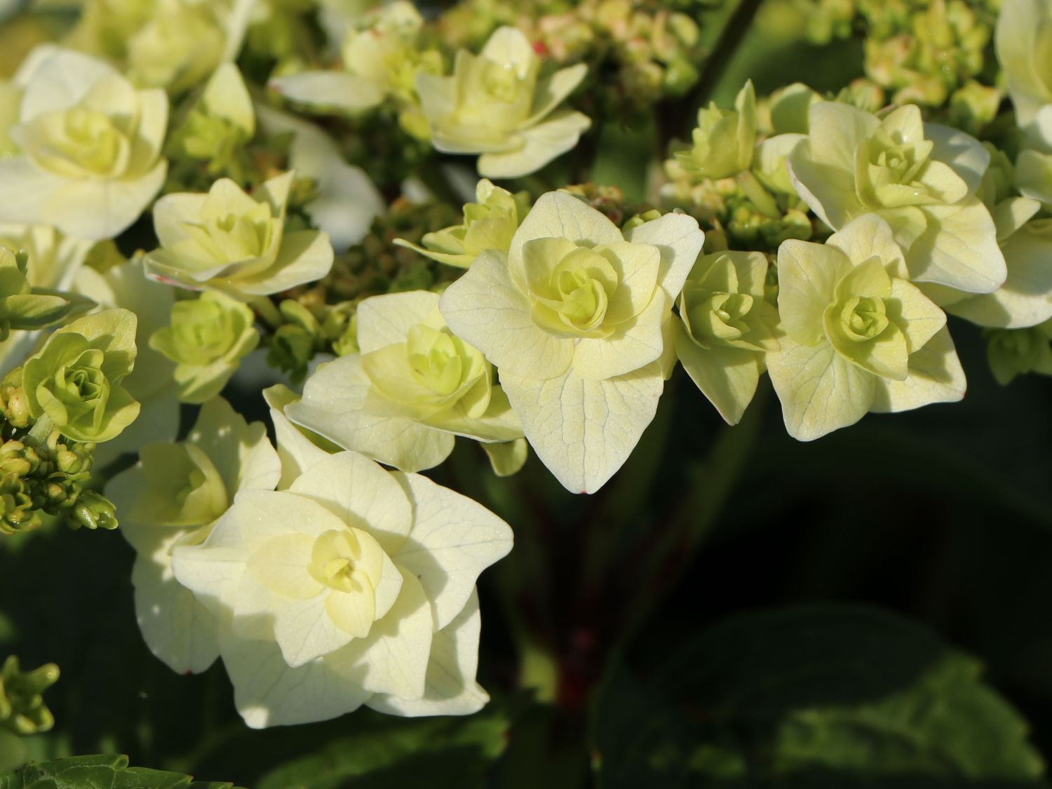 Tellerhortensie 'Wedding Gown ®' - Hydrangea macrophylla 'Wedding Gown ®'