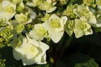 Tellerhortensie 'Wedding Gown ®' - Hydrangea macrophylla 'Wedding Gown ®'