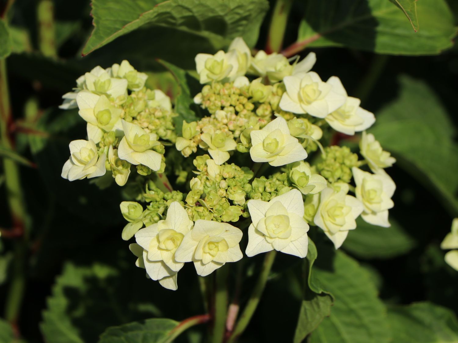 Tellerhortensie 'Wedding Gown ®' - Hydrangea macrophylla 'Wedding Gown ®'