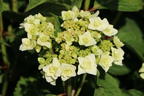 Tellerhortensie 'Wedding Gown ®' - Hydrangea macrophylla 'Wedding Gown ®'