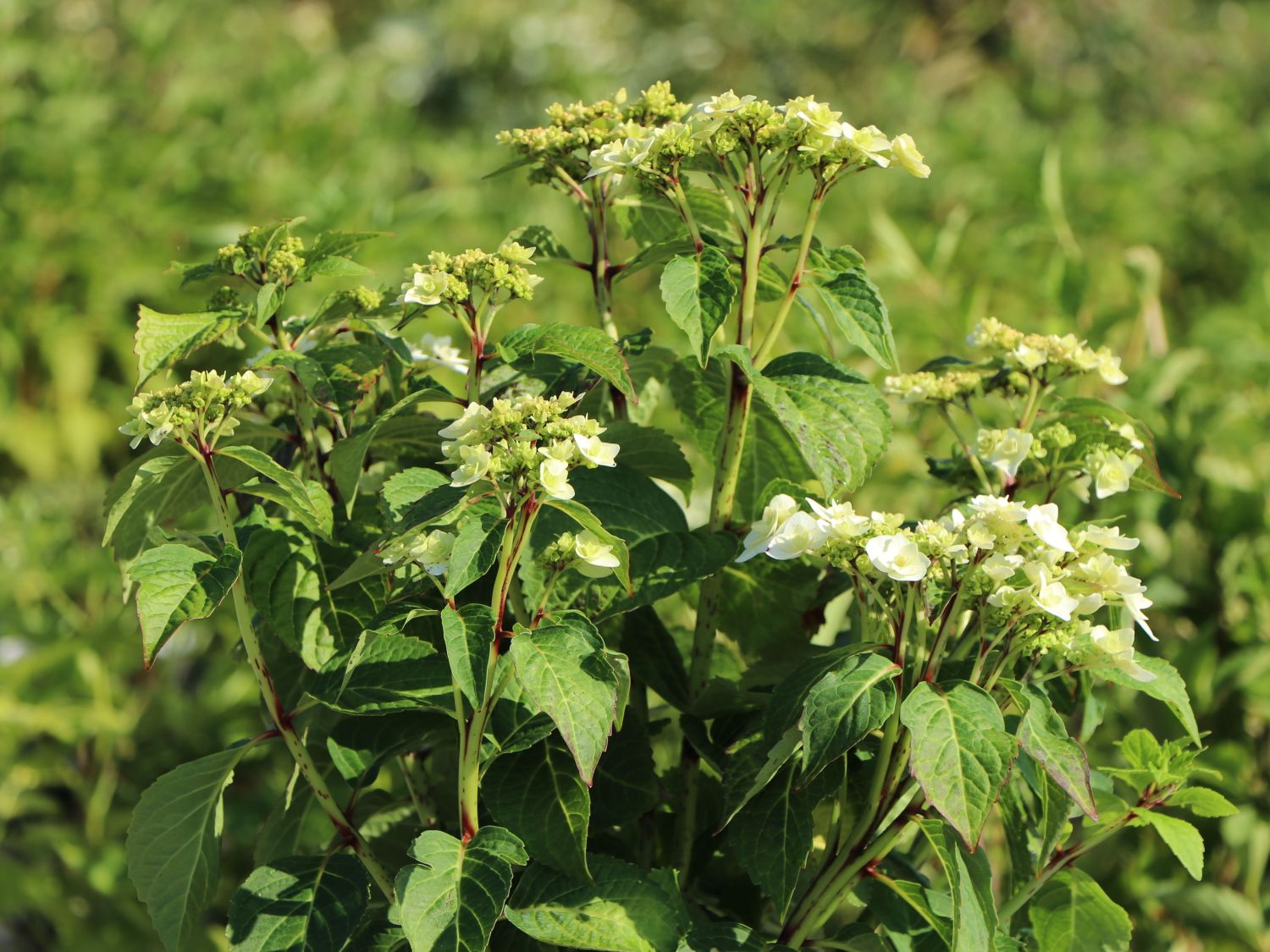 Tellerhortensie 'Wedding Gown ®' - Hydrangea macrophylla 'Wedding Gown ®'