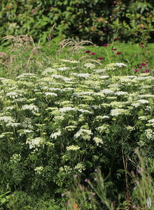 Cenolophium (Cenolophium)