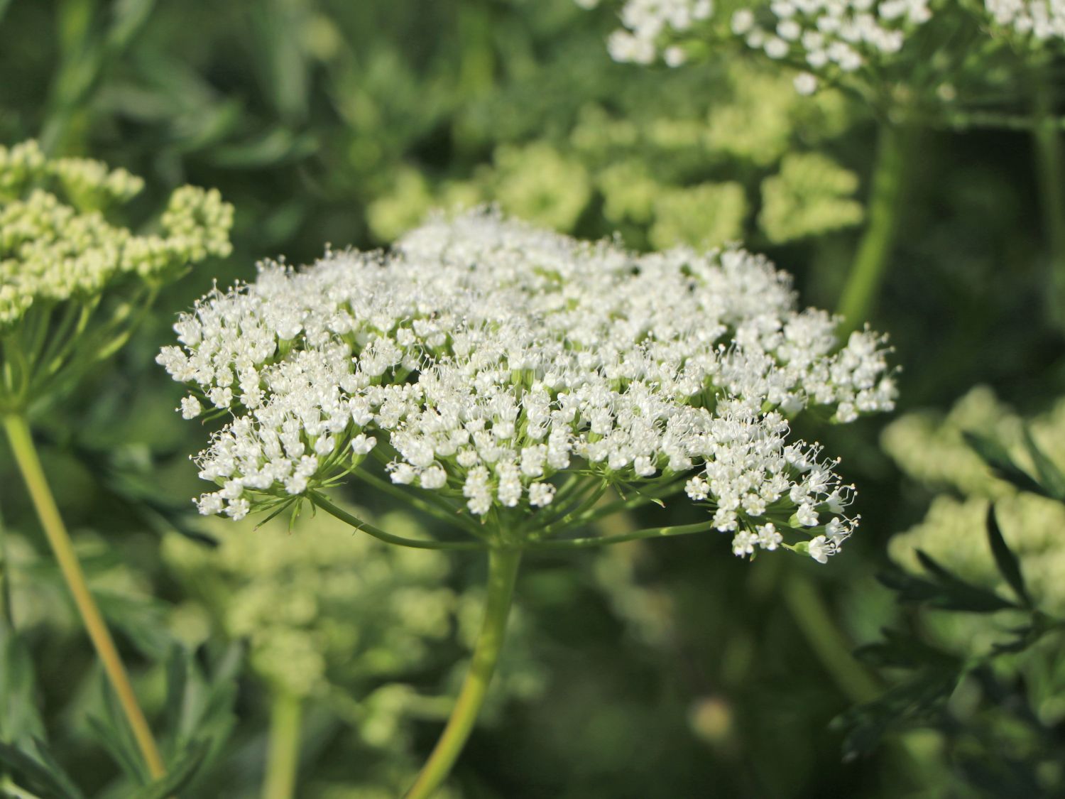 Baltische Petersilie - Cenolophium denudatum