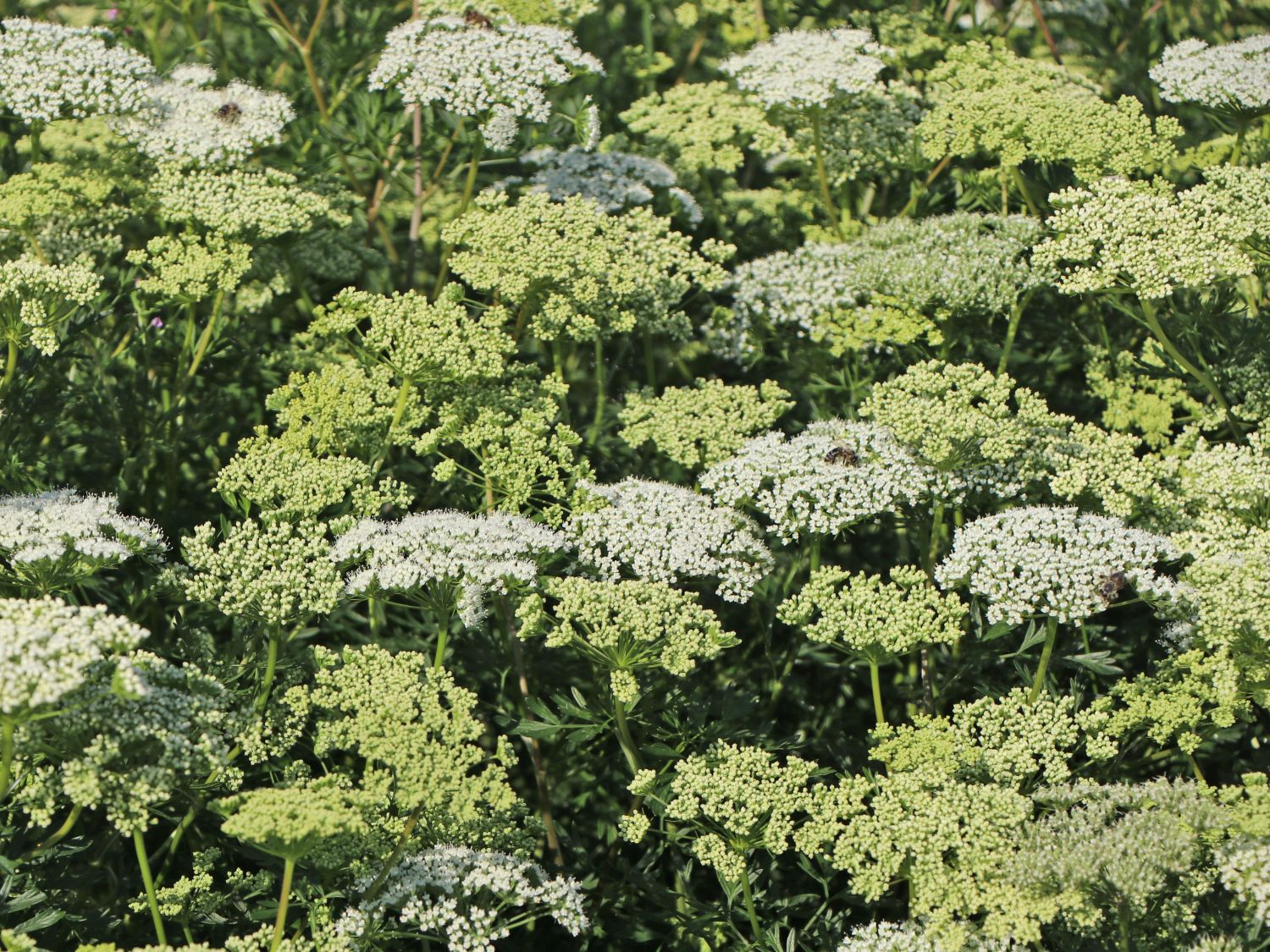 Baltische Petersilie - Cenolophium denudatum