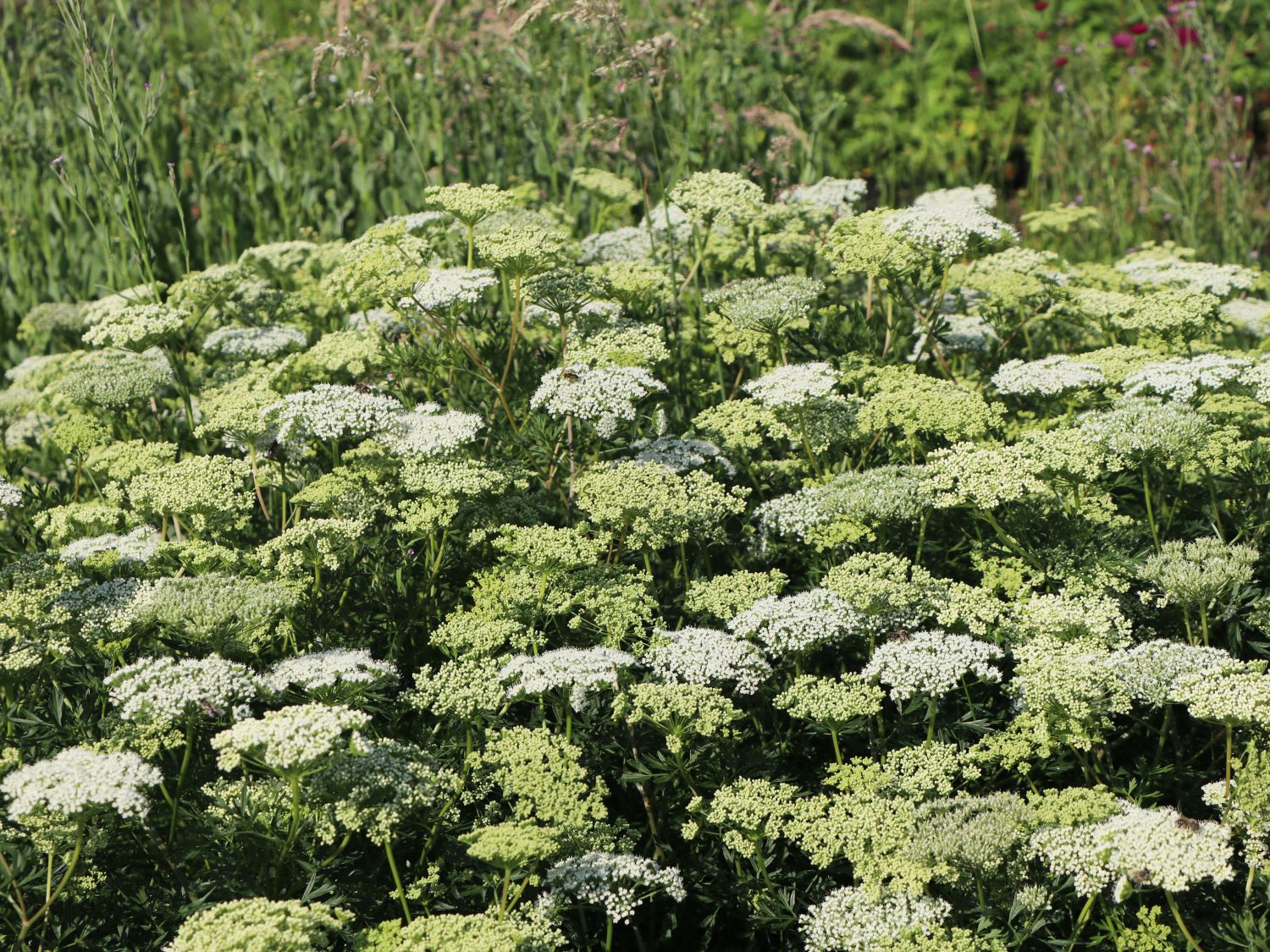 Baltische Petersilie - Cenolophium denudatum