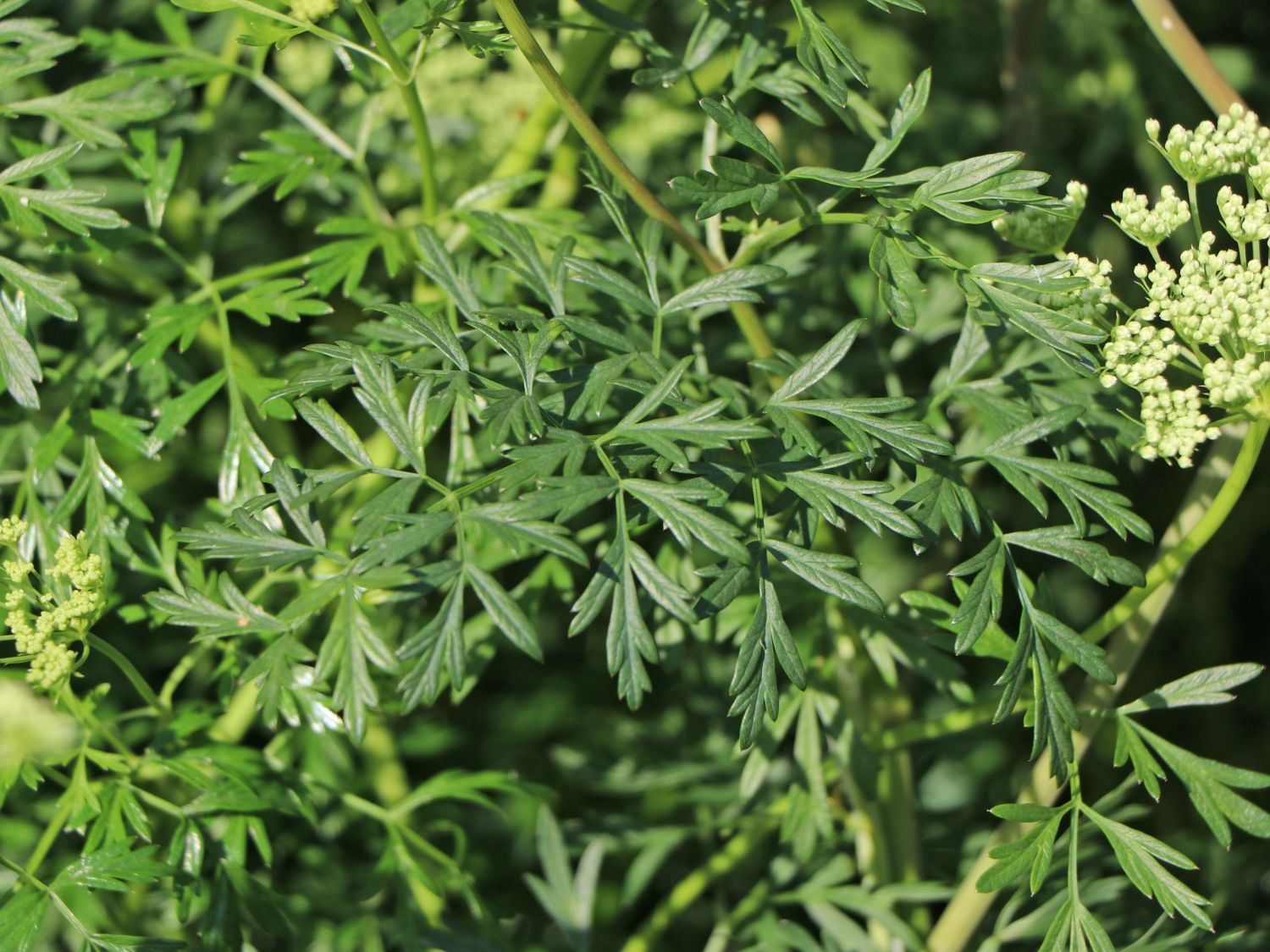 Baltische Petersilie - Cenolophium denudatum