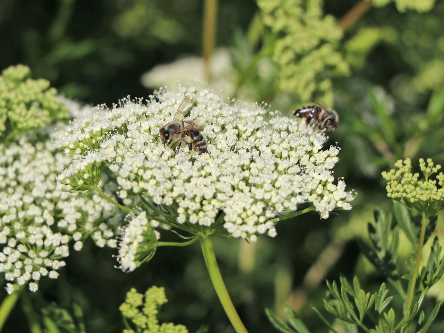 Baltische Petersilie - Cenolophium denudatum