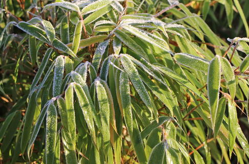 Bambus 'Asian Wonder' - Fargesia scabrida 'Asian Wonder'