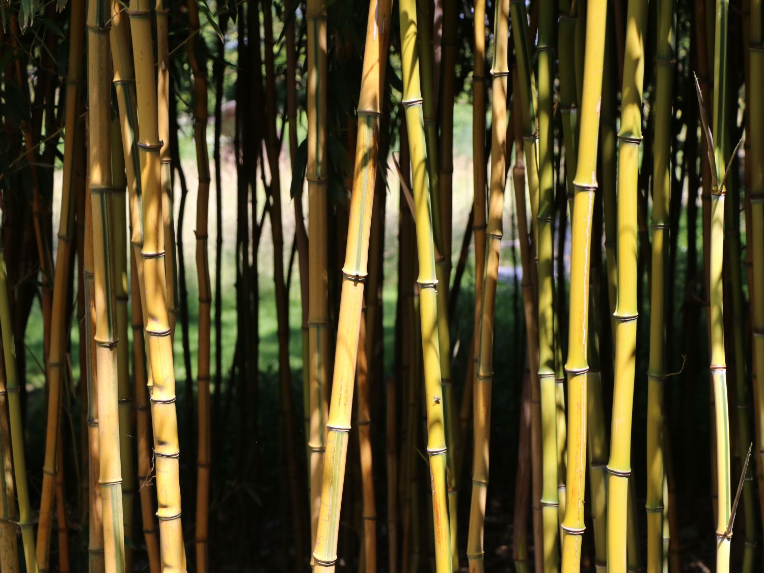 Bambus aureosulcata 'Spectabilis'