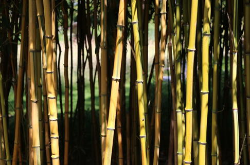 Bambus aureosulcata 'Spectabilis' - Phyllostachys aureosulcata 'Spectabilis'