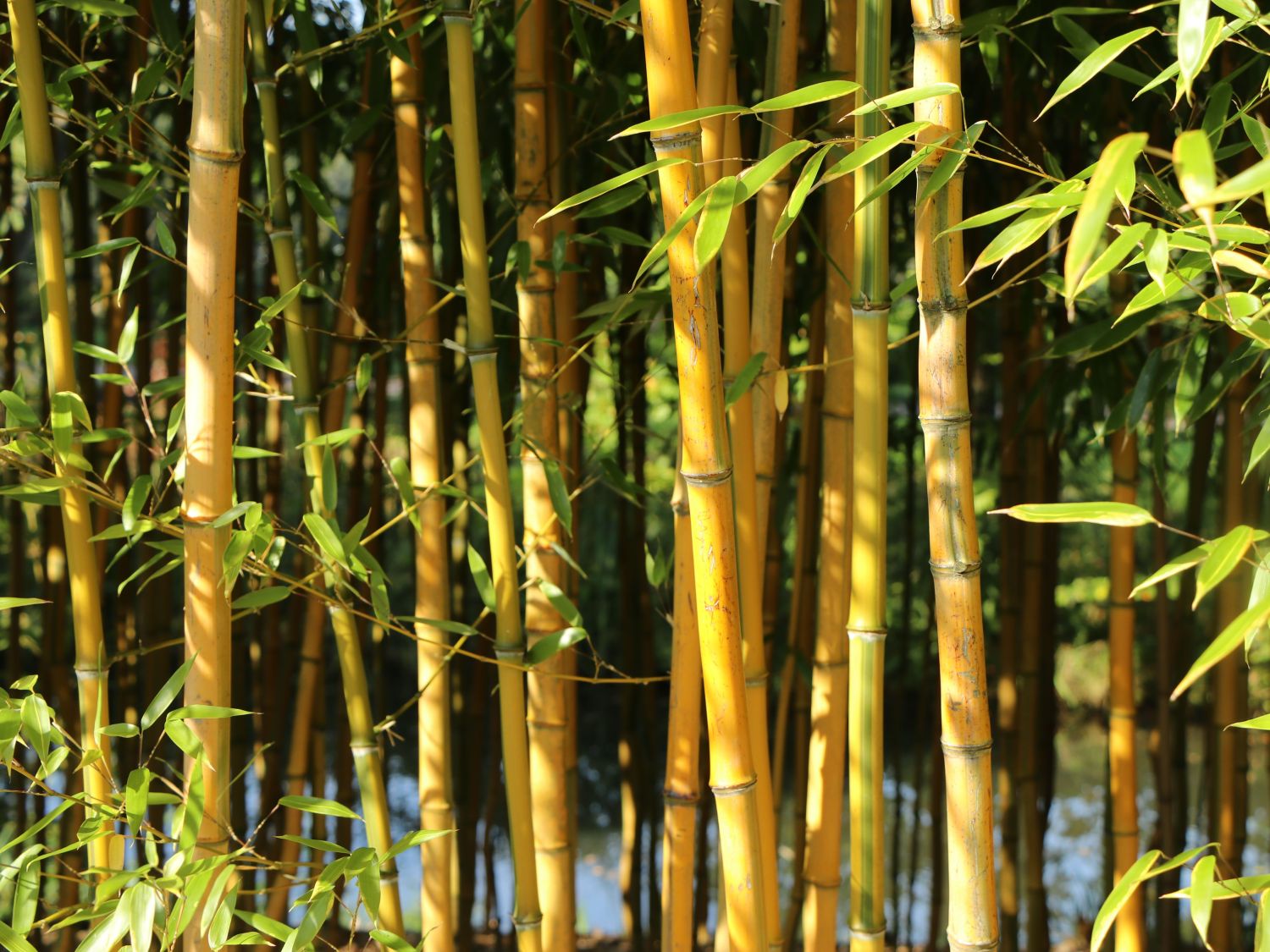 Phyllostachys (Phyllostachys)