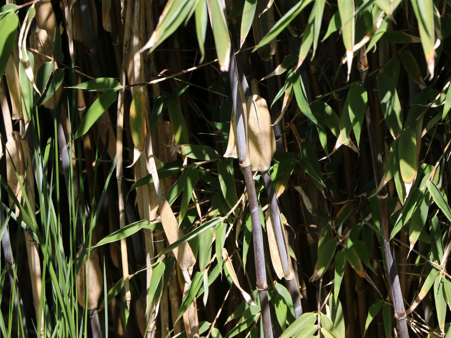 Bambus / Chinarohrgras / Muriel Schirmbambus Well Born ®️ Bamboo Africa 'Red Zebra' ® - Fargesia Well Born ®️ Bamboo Africa 'Red Zebra' ®