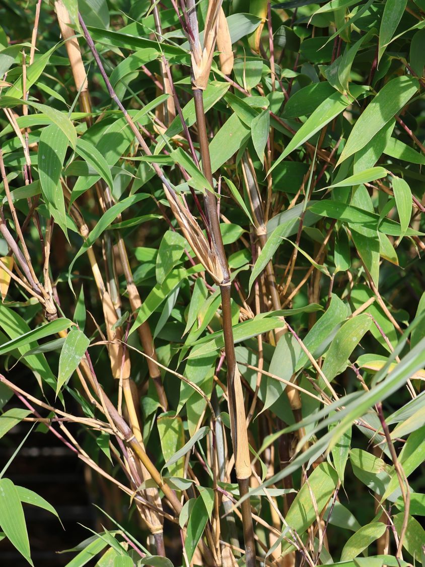 Bambus / Chinarohrgras / Muriel Schirmbambus Well Born ®️ Bamboo Africa 'Red Zebra' ® - Fargesia Well Born ®️ Bamboo Africa 'Red Zebra' ®