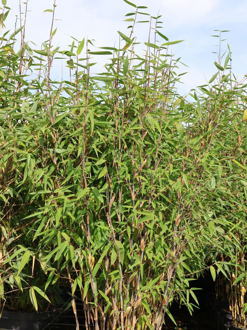 Bambus / Chinarohrgras / Muriel Schirmbambus Well Born ®️ Bamboo Africa 'Red Zebra' ® - Fargesia Well Born ®️ Bamboo Africa 'Red Zebra' ®