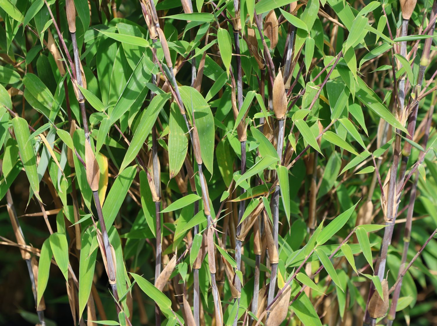 Bambus / Chinarohrgras / Muriel Schirmbambus Well Born ®️ Bamboo Africa 'Red Zebra' ® - Fargesia Well Born ®️ Bamboo Africa 'Red Zebra' ®