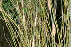 Bambus 'Deep Forest' ® - Fargesia murieliae 'Deep Forest' ®