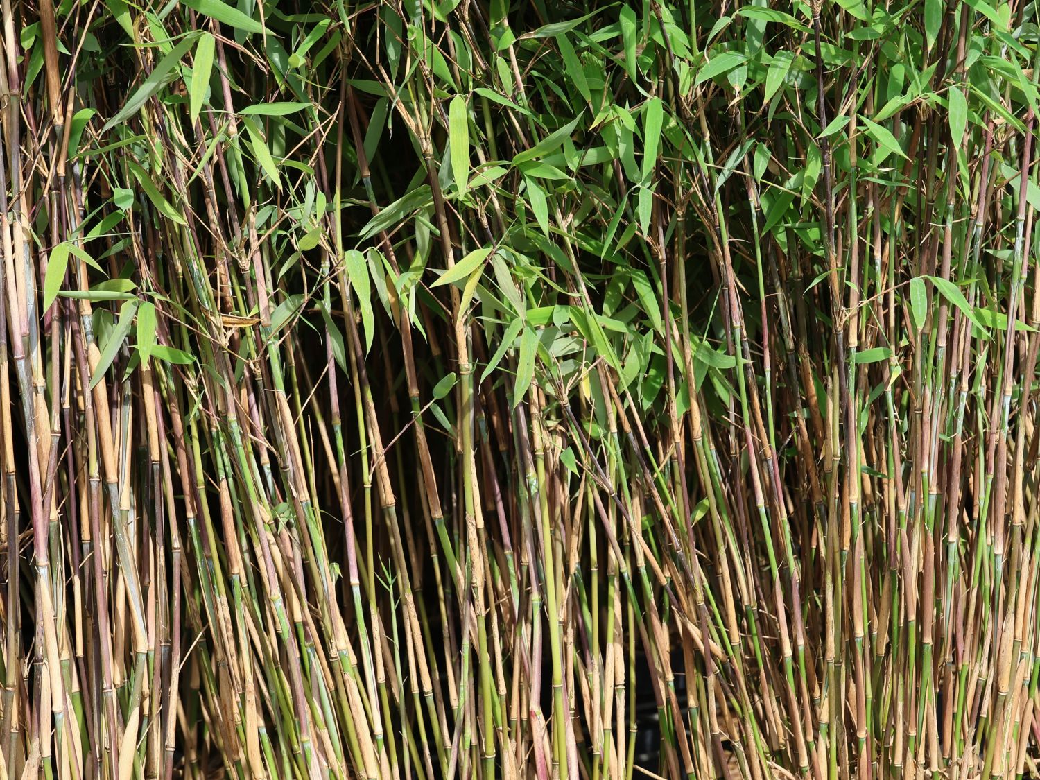 Bambus 'Great Wall' - Fargesia nitida 'Great Wall' - Baumschule Horstmann