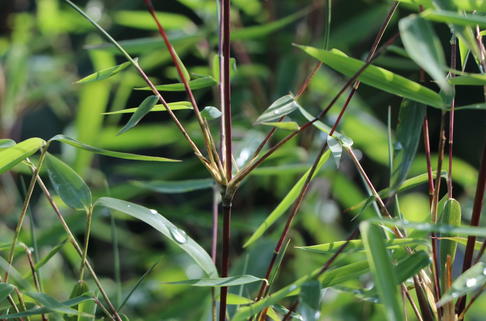 Bambus 'Jiuzhaigou Genf' / 'Geneve' / 'Red Dragon' - Fargesia species 'Jiuzhaigou Genf' / 'Geneve' / 'Red Dragon'