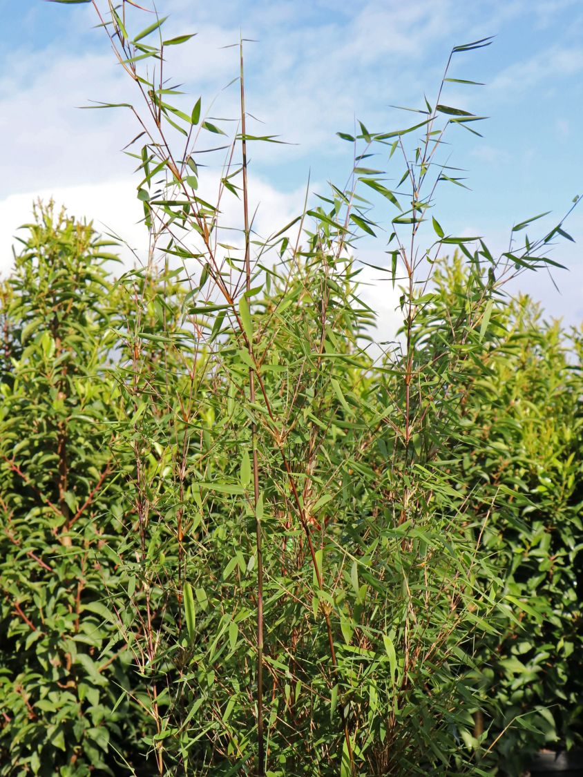 Bambus 'Jiuzhaigou Genf' / 'Geneve' / 'Red Dragon' - Fargesia species 'Jiuzhaigou Genf' / 'Geneve' / 'Red Dragon'