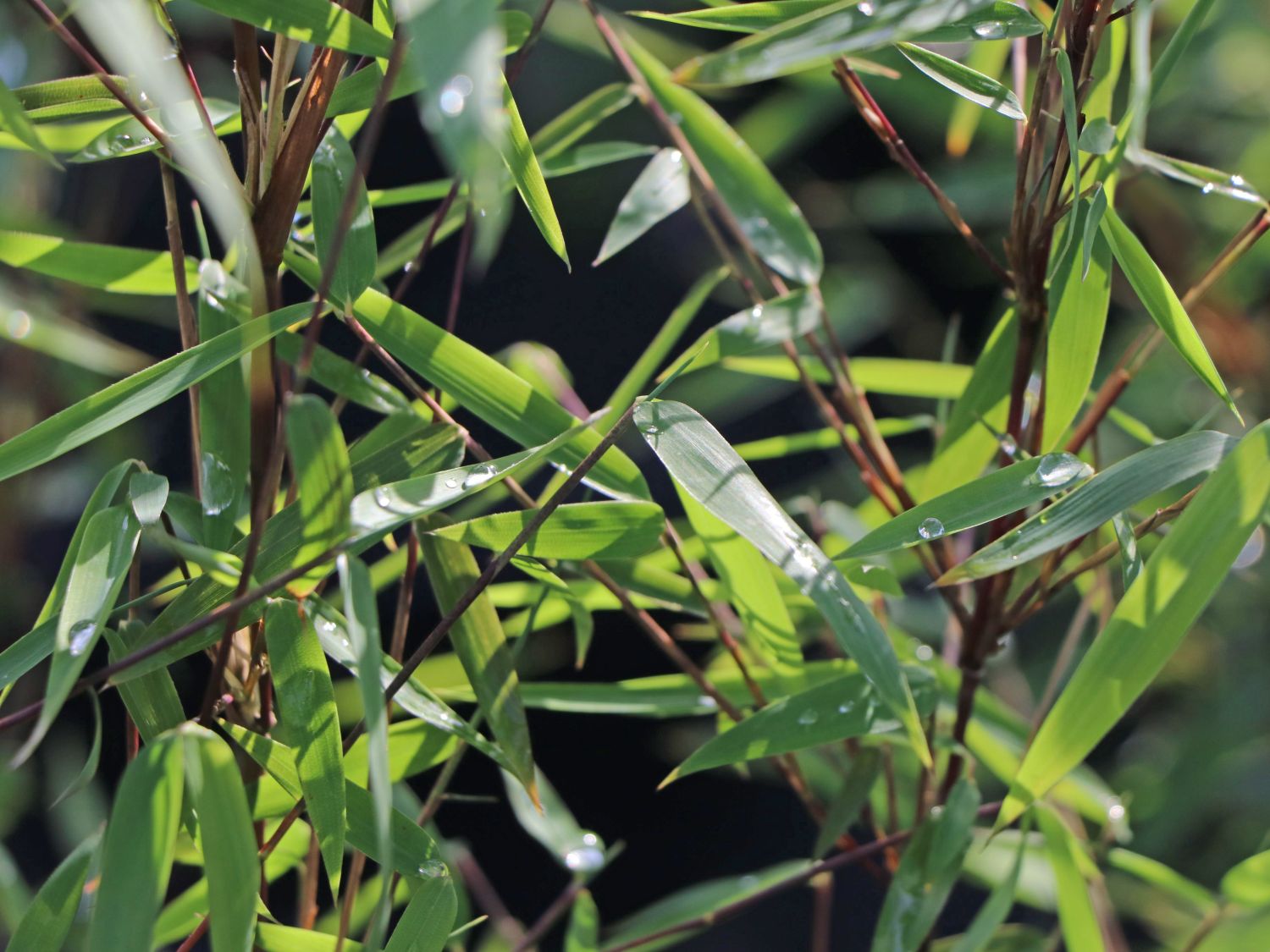 Bambus 'Jiuzhaigou Genf' / 'Geneve' / 'Red Dragon' - Fargesia species 'Jiuzhaigou Genf' / 'Geneve' / 'Red Dragon'