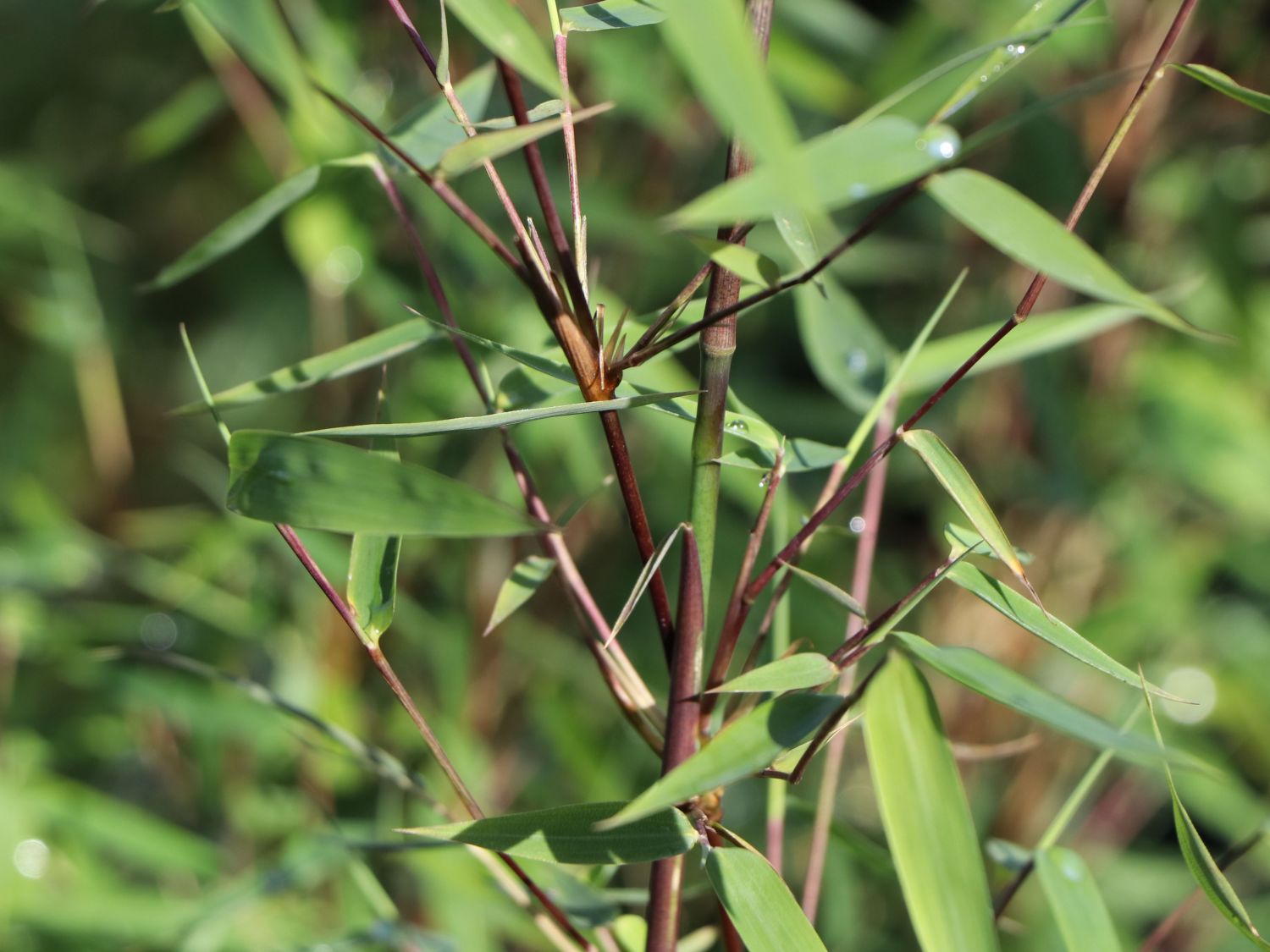 Bambus 'Jiuzhaigou Genf' / 'Geneve' / 'Red Dragon' - Fargesia species 'Jiuzhaigou Genf' / 'Geneve' / 'Red Dragon'