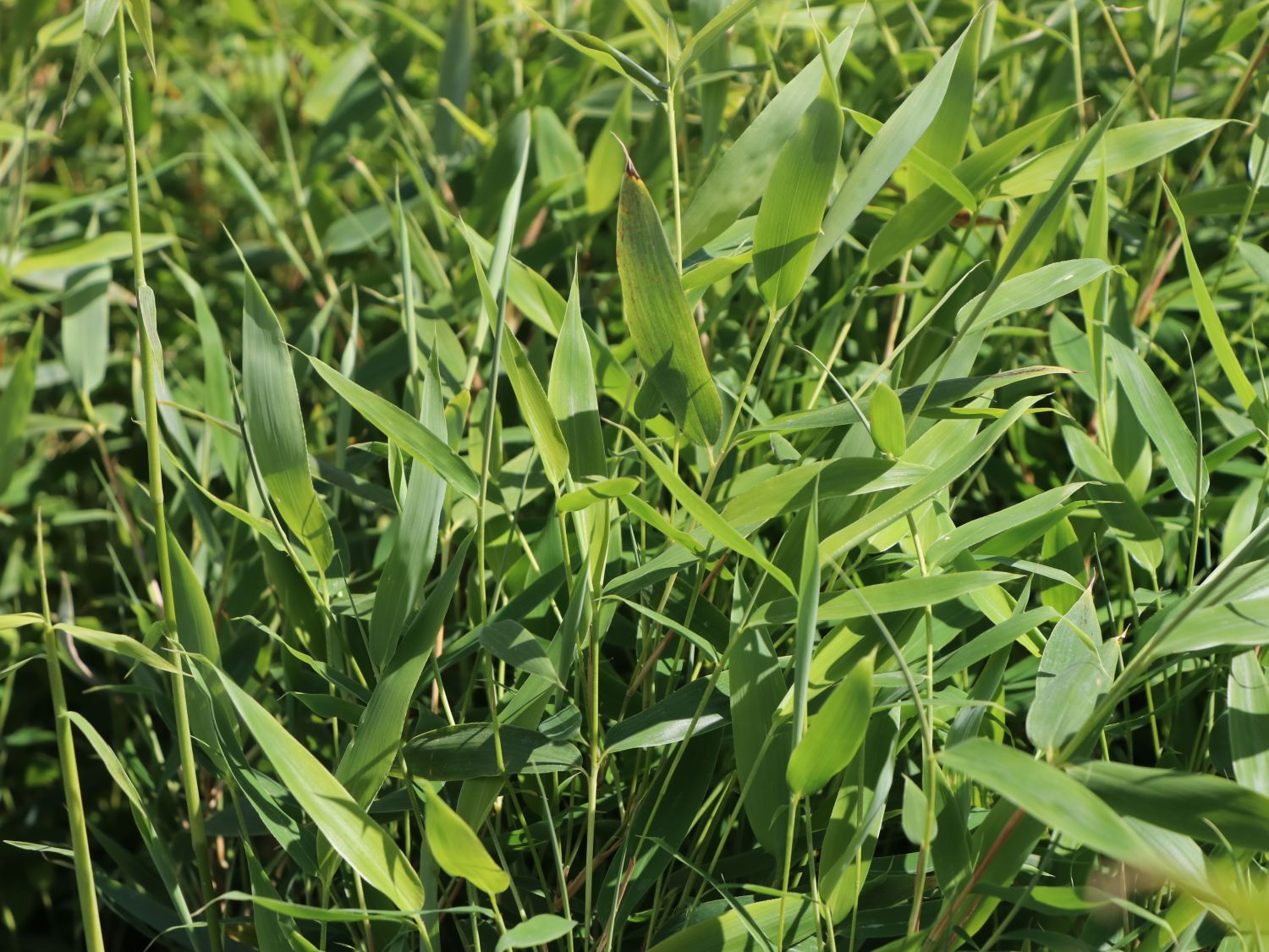 Bambus 'Jumbo' - Fargesia murieliae 'Jumbo'