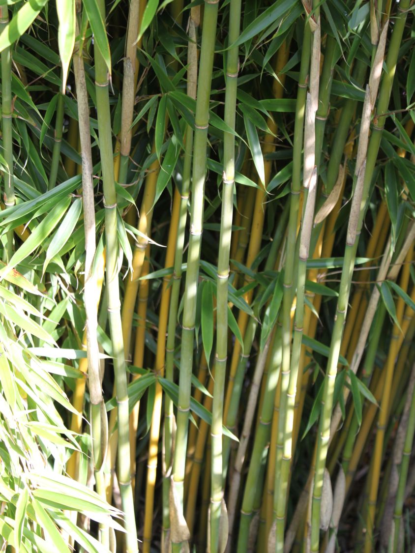 Bambus 'Jumbo' - Fargesia murieliae 'Jumbo'