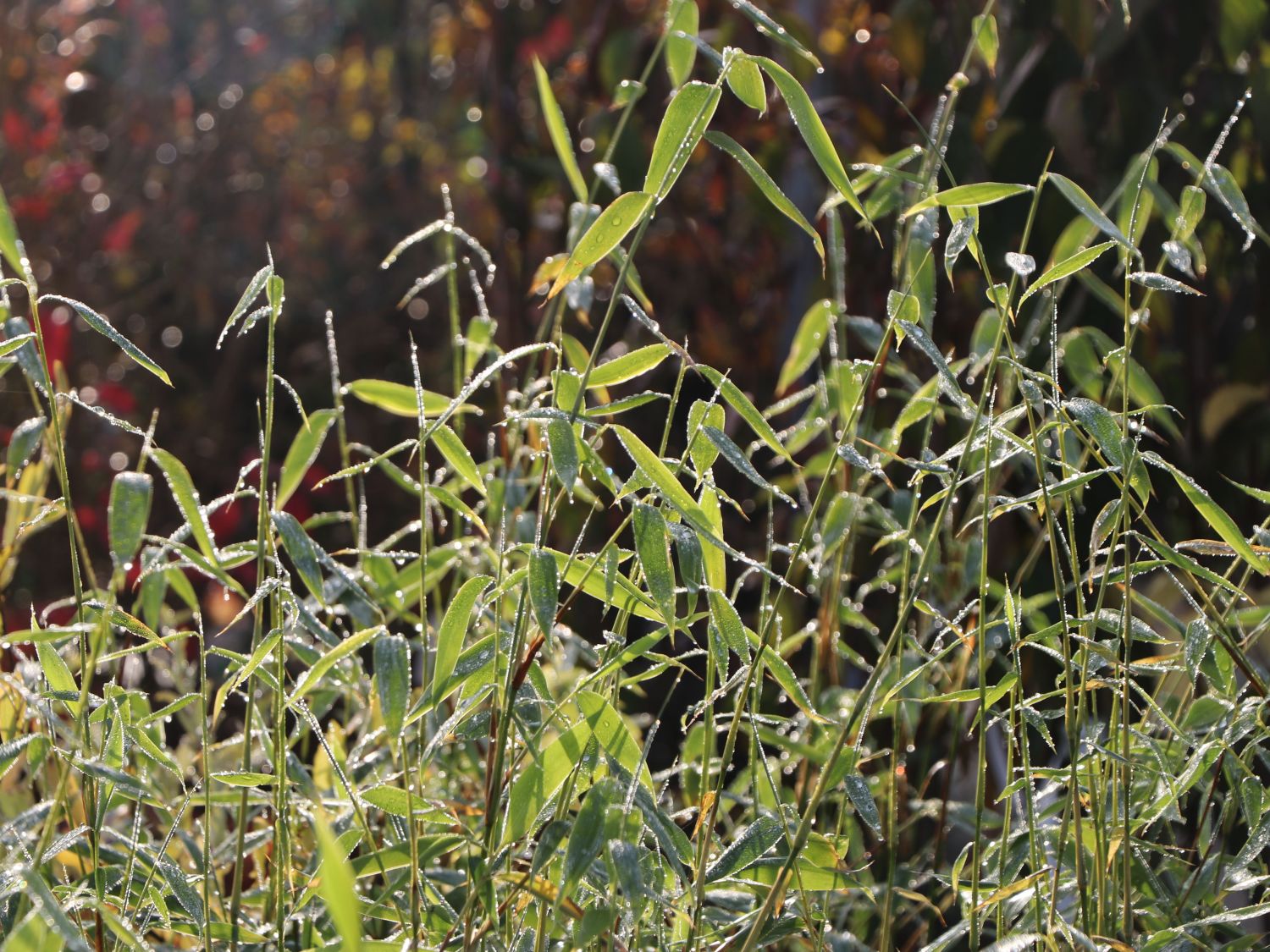 Bambus 'Jumbo' - Fargesia murieliae 'Jumbo'