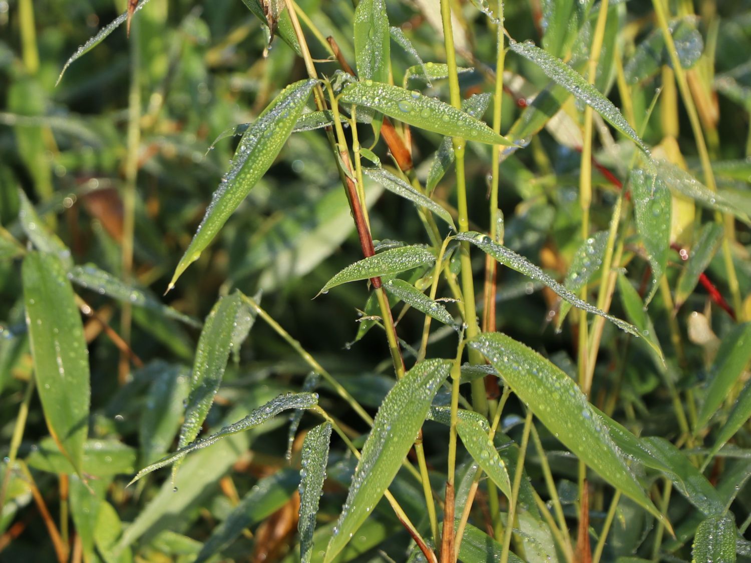 Bambus 'Jumbo' - Fargesia murieliae 'Jumbo'