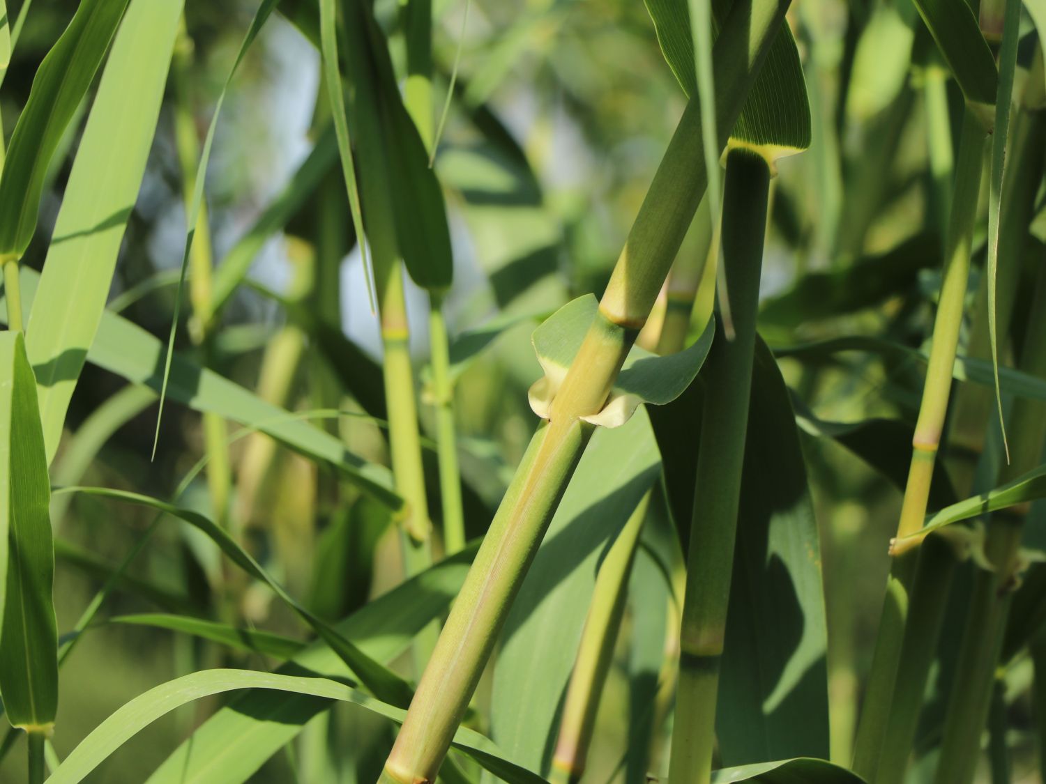 Bambus 'Jumbo' - Fargesia murieliae 'Jumbo'