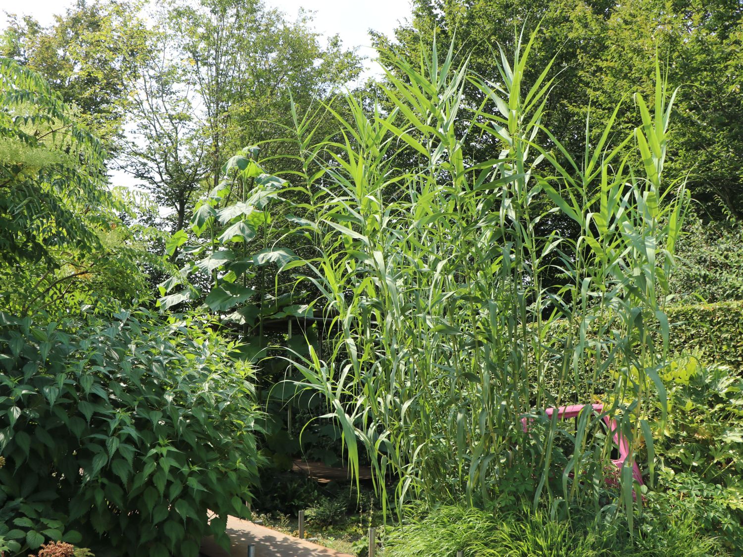 Bambus 'Jumbo' - Fargesia murieliae 'Jumbo'