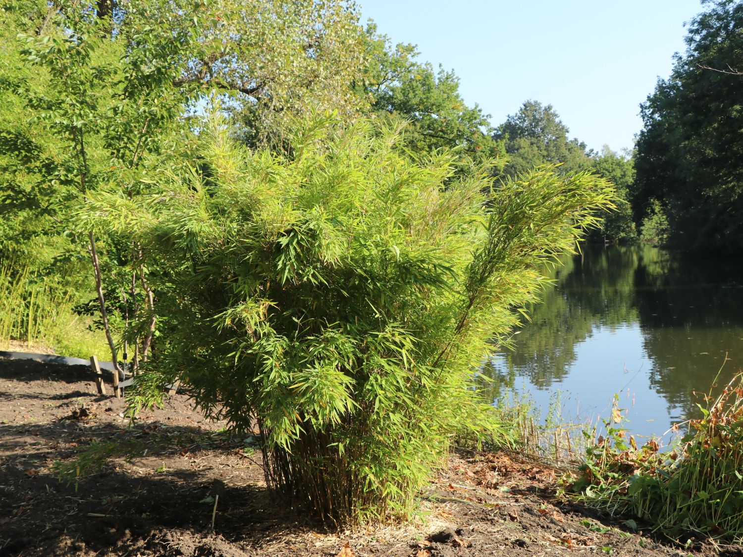 Bambus 'Jumbo' - Fargesia murieliae 'Jumbo'