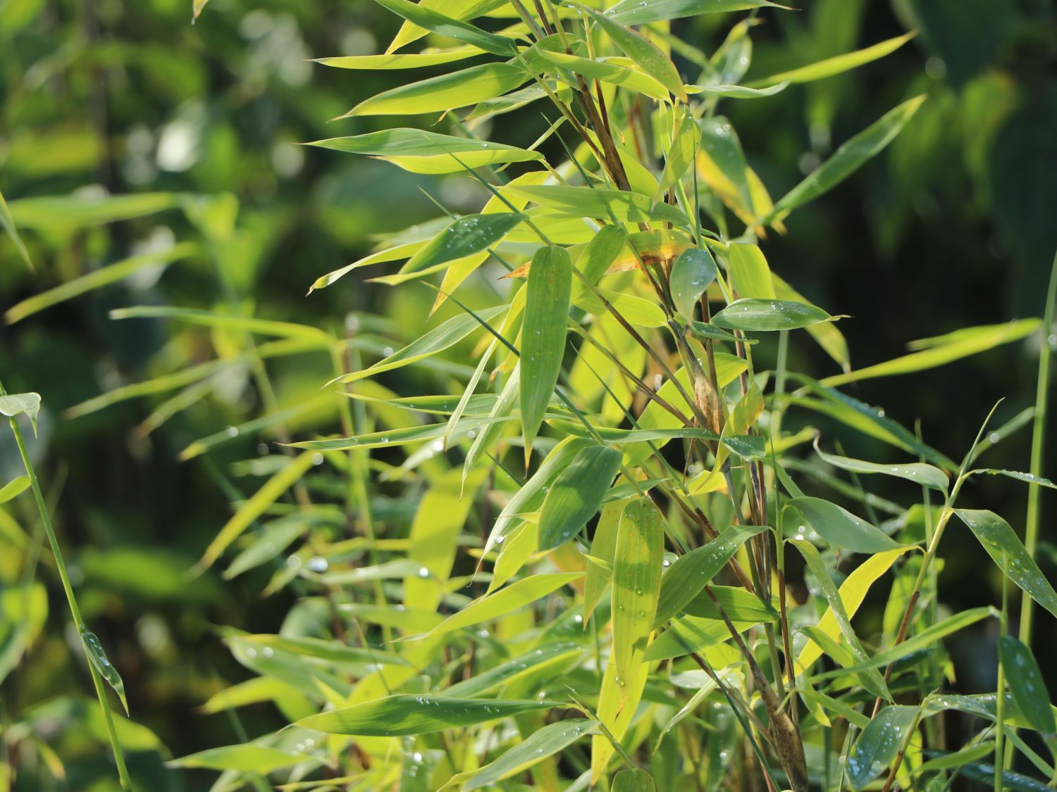 Bambus 'Jumbo' Fargesia murieliae 'Jumbo' Baumschule Horstmann