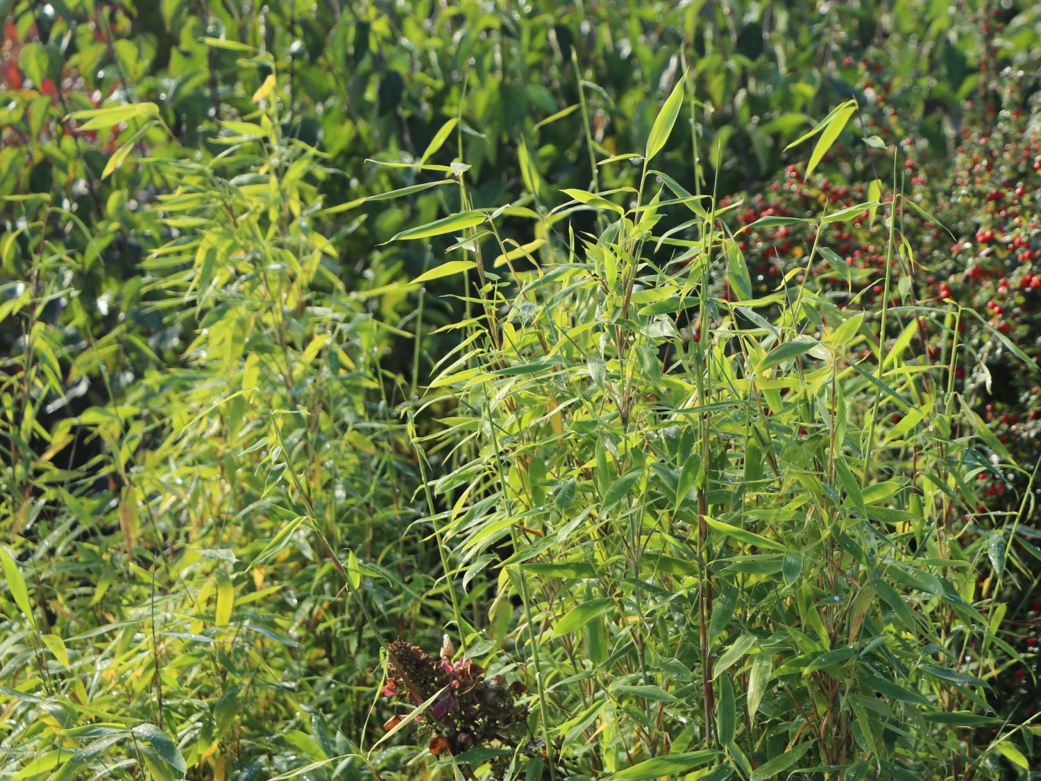 Bambus 'Jumbo' - Fargesia murieliae 'Jumbo'