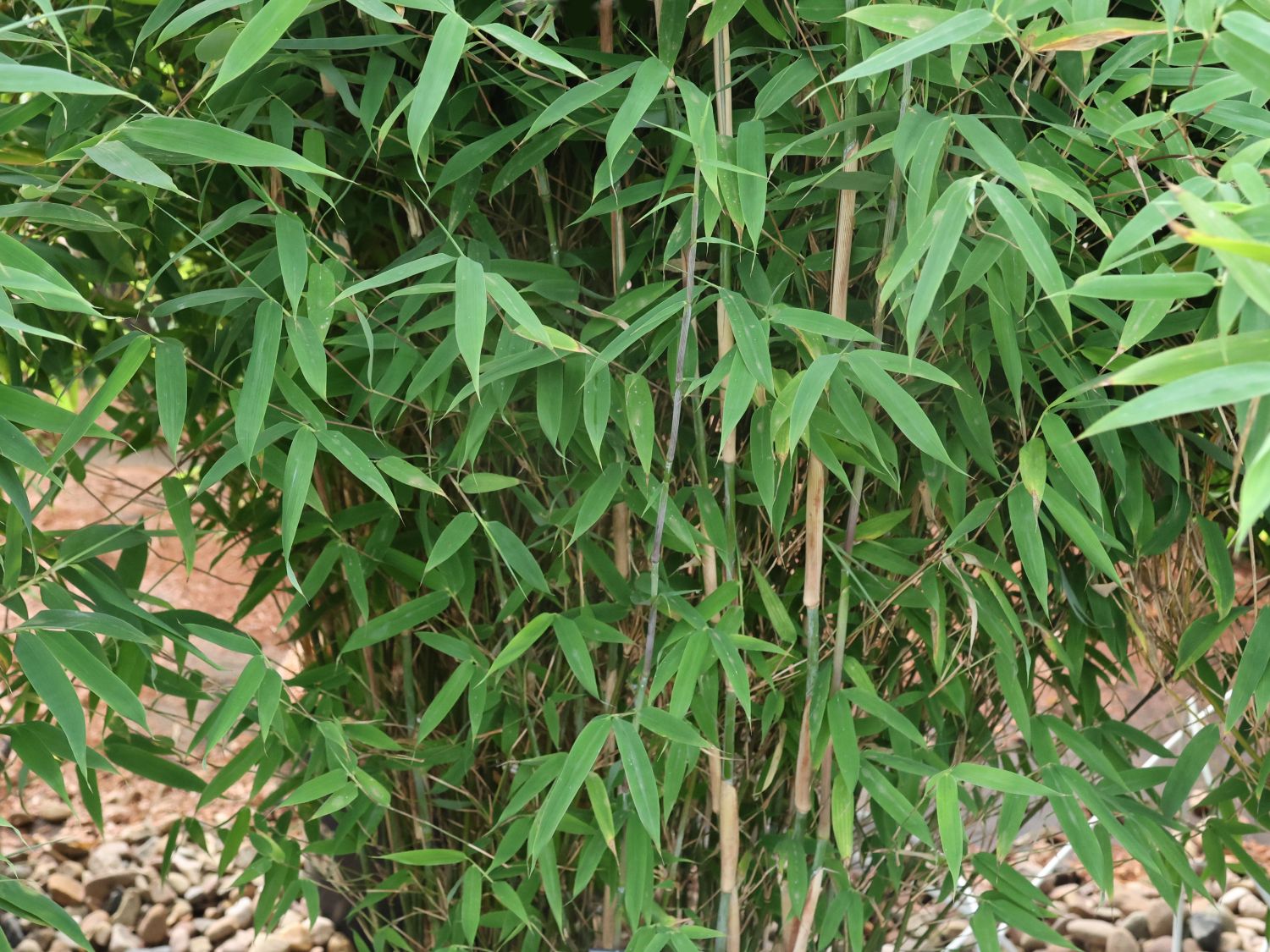 Bambus Well-Born ® Bamboo Africa 'Malachite Monkeys' ®