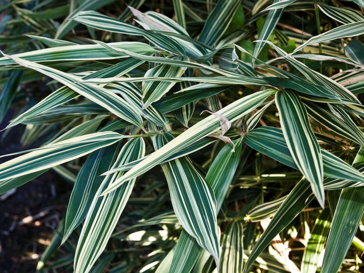 Hibanobambusa (Hibanobambusa)