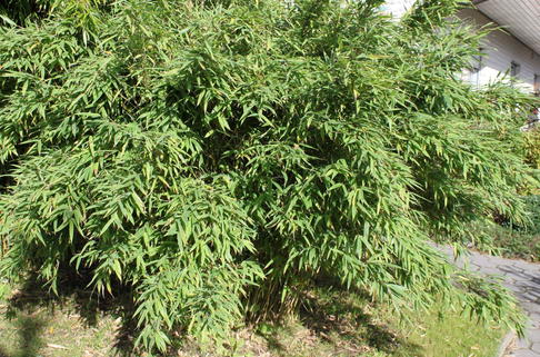 Bambus 'Simba' - Fargesia murieliae 'Simba'