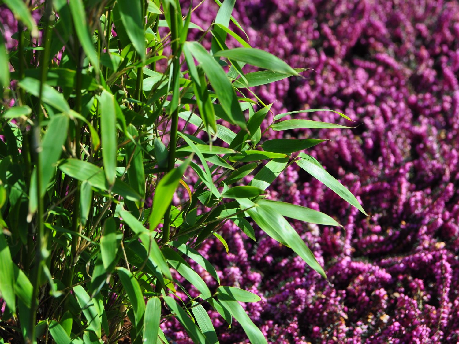 Bambus 'Standing Stone' Fargesia murieliae 'Standing Stone