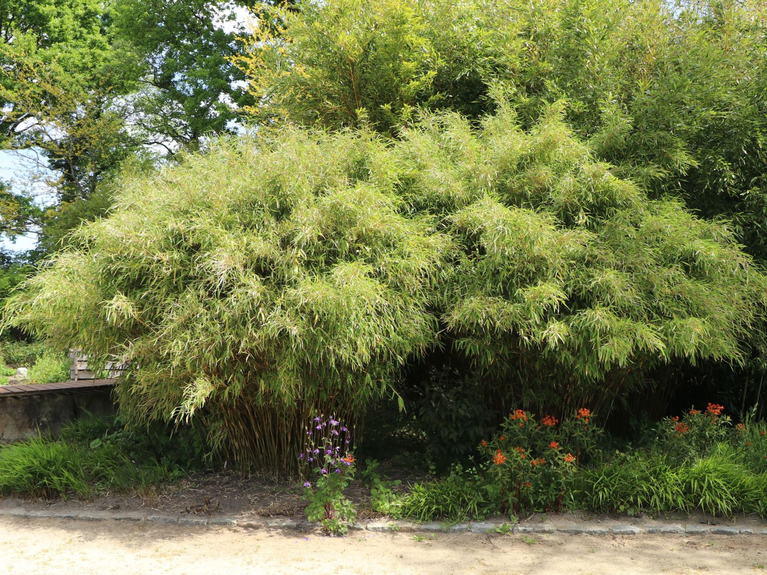 Bambus 'Standing Stone' Fargesia murieliae 'Standing Stone