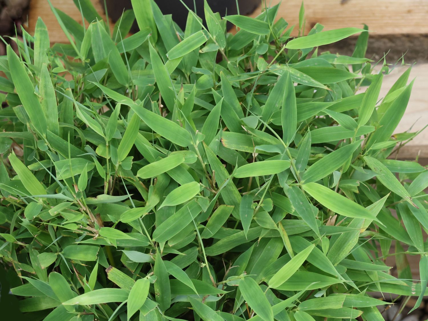 Bambus WELL-BORN BAMBOO®  Africa 'Moontears'® - Fargesia WELL-BORN BAMBOO®  Africa 'Moontears'®