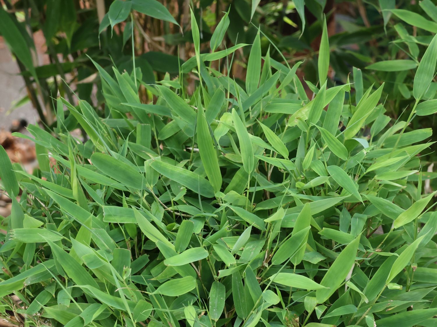 Bambus WELL-BORN BAMBOO®  Africa 'Moontears'® - Fargesia WELL-BORN BAMBOO®  Africa 'Moontears'®