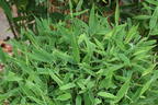 Bambus WELL-BORN BAMBOO® Africa 'Moontears'® - Fargesia WELL-BORN BAMBOO® Africa 'Moontears'®