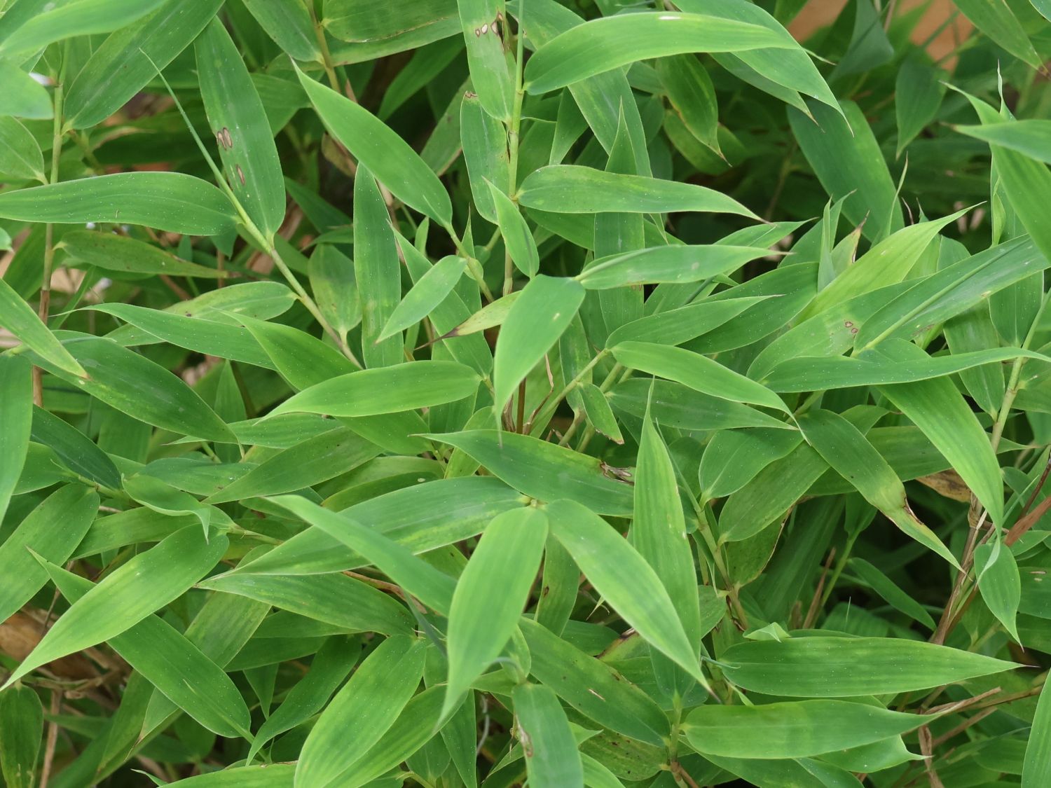 Bambus WELL-BORN BAMBOO®  Africa 'Moontears'® - Fargesia WELL-BORN BAMBOO®  Africa 'Moontears'®