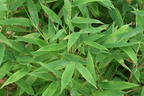 Bambus WELL-BORN BAMBOO® Africa 'Moontears'® - Fargesia WELL-BORN BAMBOO® Africa 'Moontears'®