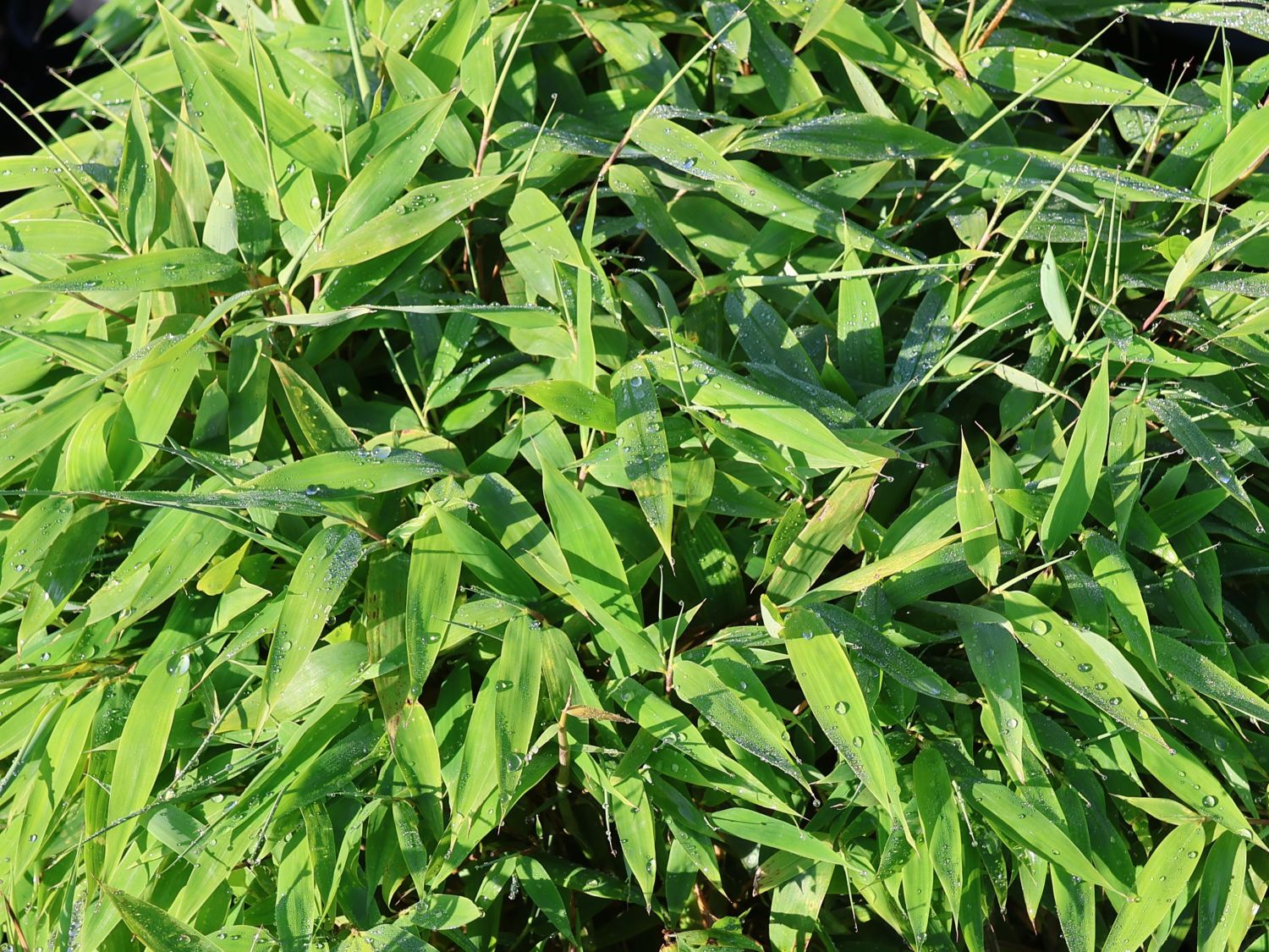 Bambus WELL-BORN BAMBOO®  Africa 'Moontears'® - Fargesia WELL-BORN BAMBOO®  Africa 'Moontears'®