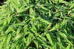 Bambus WELL-BORN BAMBOO® Africa 'Moontears'® - Fargesia WELL-BORN BAMBOO® Africa 'Moontears'®