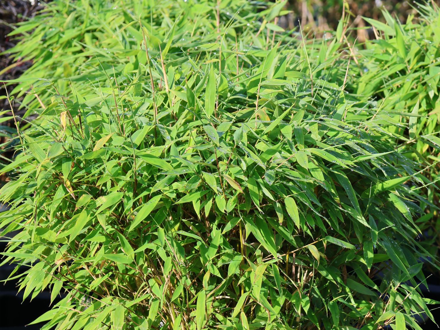 Bambus WELL-BORN BAMBOO®  Africa 'Moontears'® - Fargesia WELL-BORN BAMBOO®  Africa 'Moontears'®