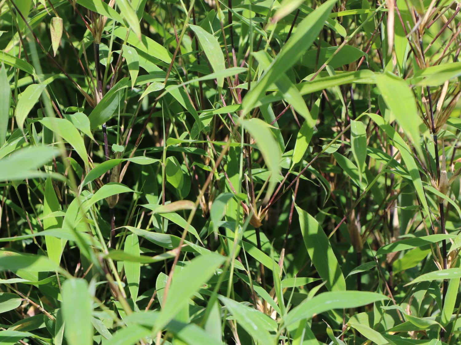 Bambus 'Winter Black' - Fargesia murieliae 'Winter Black'