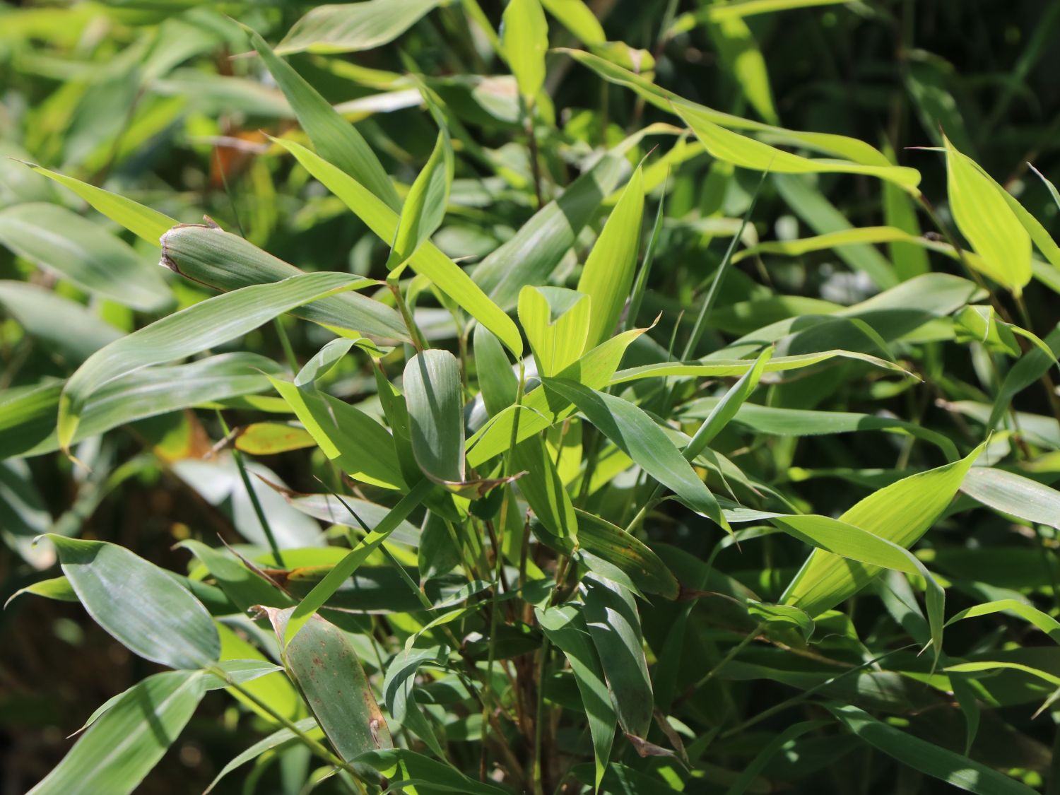 Bambus 'Winter Black' - Fargesia murieliae 'Winter Black'